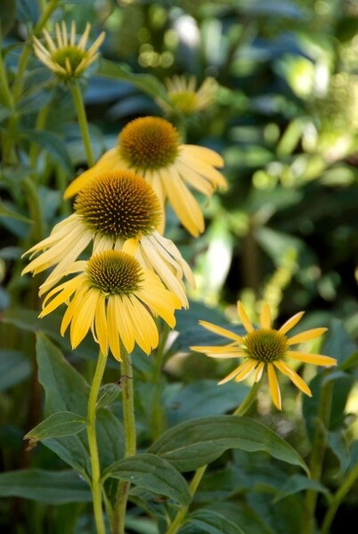 Echinacea purpurea 'Harvest Moon'