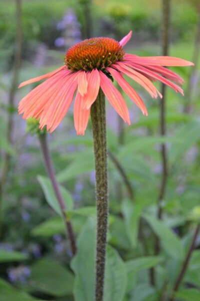 Echinacea purpurea 'Summer Cocktail'