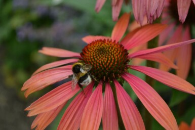 Echinacea purpurea 'Summer Cocktail'