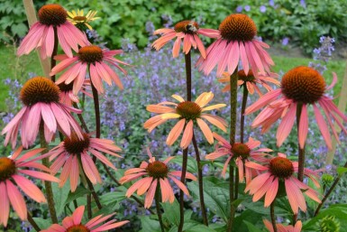 Echinacea purpurea 'Summer Cocktail'