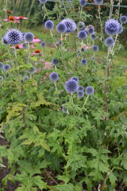 Echinops ritro Blå bolltistel 5-10 i kruka P9