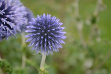 Echinops ritro Blå bolltistel 5-10 i kruka P9