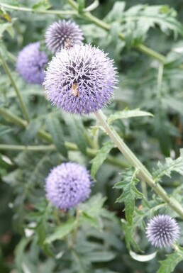 Echinops ritro 'Veitch's Blue'