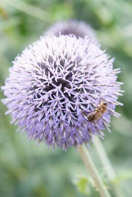 Echinops ritro 'Veitch's Blue'