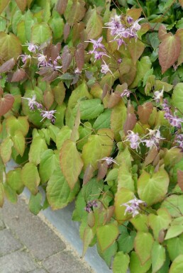 Epimedium grandiflorum 'Lilafee' Japansk sockblomma 5-10 i kruka P9