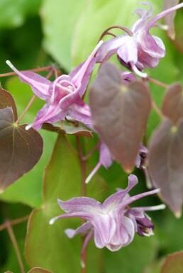 Epimedium grandiflorum 'Lilafee' Japansk sockblomma 5-10 i kruka P9