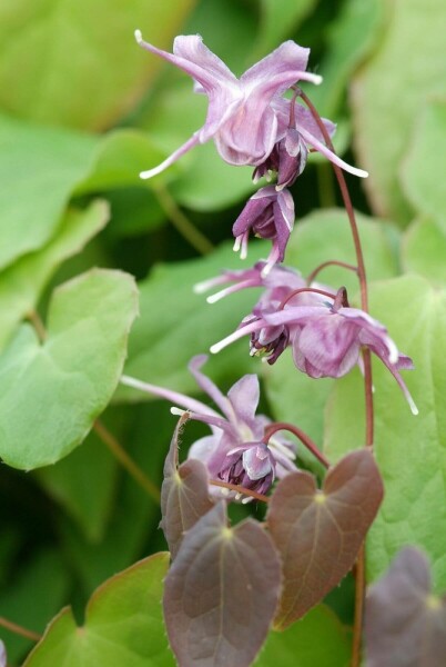 Epimedium grandiflorum 'Lilafee'