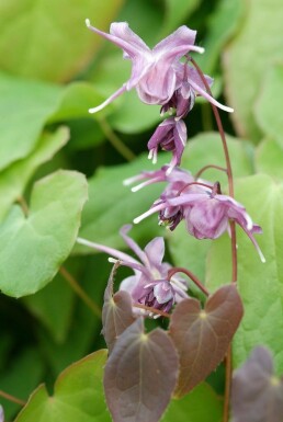 Epimedium grandiflorum 'Lilafee' Japansk sockblomma 5-10 i kruka P9