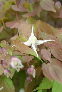 Epimedium grandiflorum 'Lilafee' Japansk sockblomma 5-10 i kruka P9