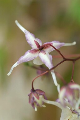 Epimedium grandiflorum 'Lilafee' Japansk sockblomma 5-10 i kruka P9