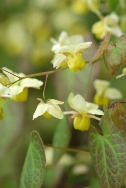 Epimedium × perralchicum 'Frohnleiten' Sockblommor 5-10 i kruka P9