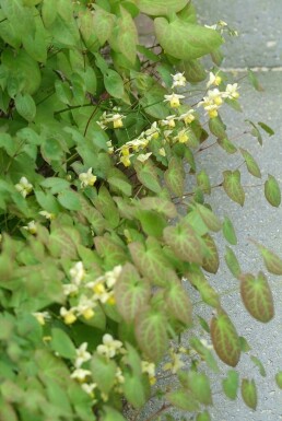 Epimedium × perralchicum 'Frohnleiten' Sockblommor 5-10 i kruka P9