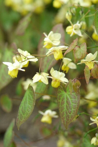 Epimedium × perralchicum 'Frohnleiten'