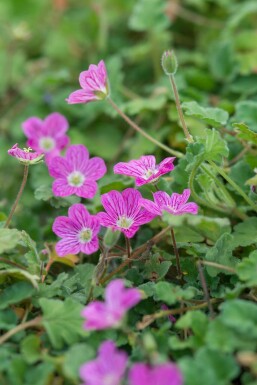 Erodium × variabile 'Bishop's Form' Pysslingnäva 5-10 i kruka P9