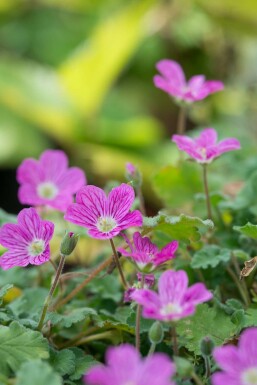 Erodium × variabile 'Bishop's Form' Pysslingnäva 5-10 i kruka P9