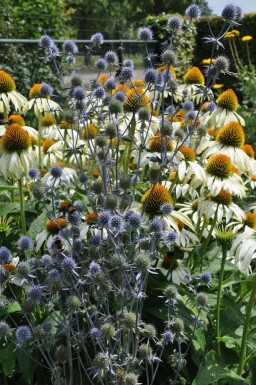 Eryngium planum