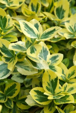 Euonymus fortunei 'Emerald 'n Gold'