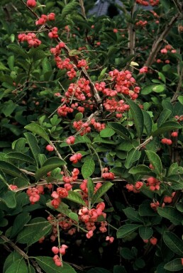 Euonymus phellomanus