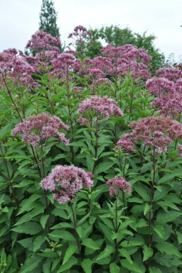 Eupatorium maculatum 'Atropurpureum' Rosenflockel 5-10 i kruka P9