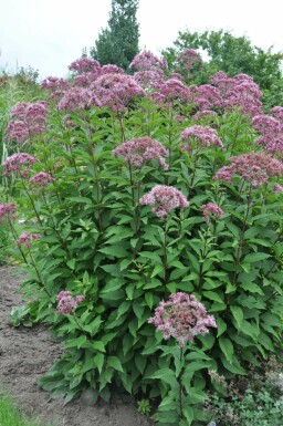 Eupatorium maculatum 'Atropurpureum' Rosenflockel 5-10 i kruka P9