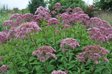 Eupatorium maculatum 'Atropurpureum' Rosenflockel 5-10 i kruka P9