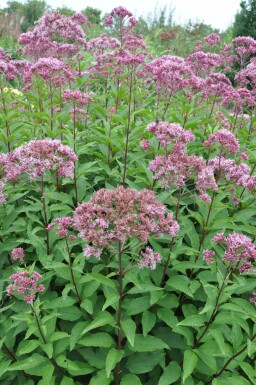 Eupatorium maculatum 'Atropurpureum' Rosenflockel 5-10 i kruka P9