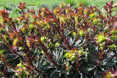 Euphorbia amygdaloides 'Purpurea'