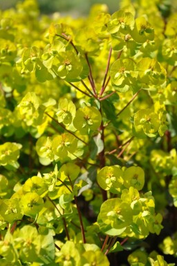 Euphorbia amygdaloides 'Purpurea' Mandeltörel 5-10 i kruka P9