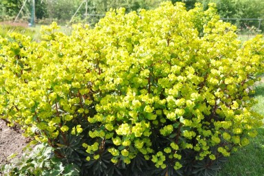 Euphorbia amygdaloides 'Purpurea' Mandeltörel 5-10 i kruka P9