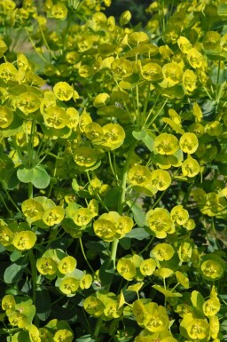 Euphorbia amygdaloides 'Robbiae' Mandeltörel 5-10 i kruka P9