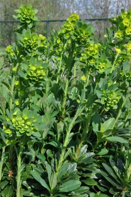 Euphorbia amygdaloides 'Robbiae' Mandeltörel 5-10 i kruka P9