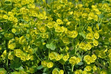 Euphorbia amygdaloides 'Robbiae' Mandeltörel 5-10 i kruka P9