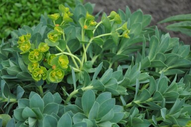 Euphorbia myrsinites