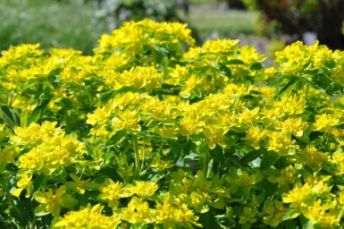 Euphorbia polychroma