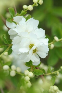 Exochorda × macrantha 'The Bride'