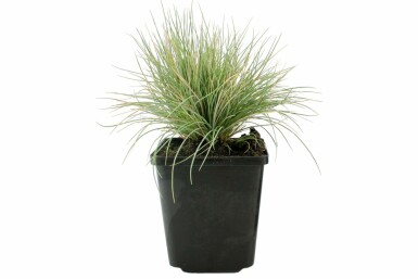 Festuca glauca