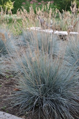 Festuca glauca 'Elijah Blue'