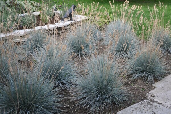 Festuca glauca 'Elijah Blue'