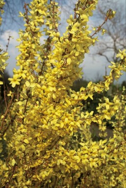 Forsythia × intermedia 'Weekend' Hybridforsythia buske 80-100 i kruka C12