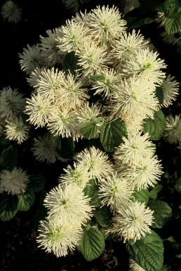 Fothergilla major