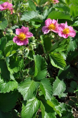 Fragaria 'Lipstick'