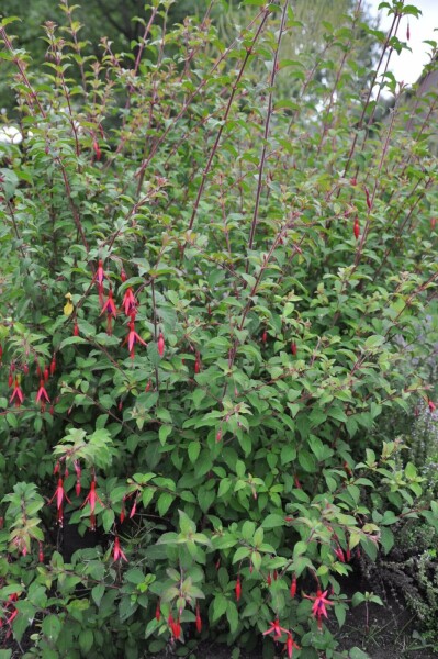 Fuchsia magellanica 'Gracilis'