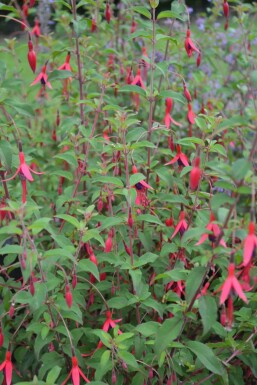 Fuchsia magellanica 'Gracilis'