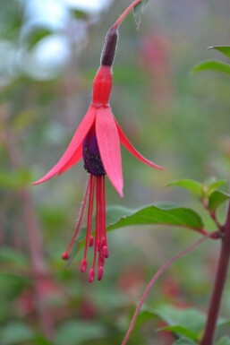 Fuchsia magellanica 'Gracilis'