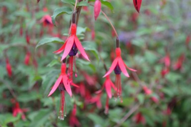 Fuchsia magellanica 'Gracilis'