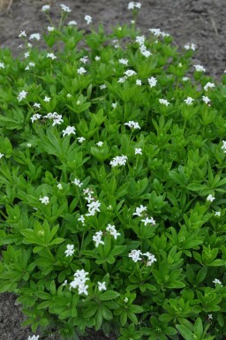 Galium odoratum