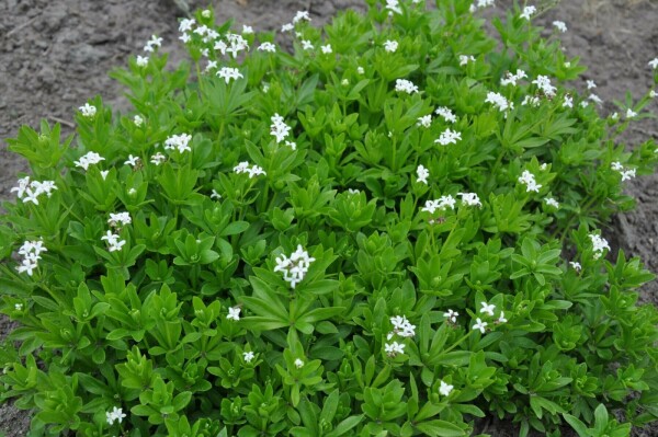 Galium odoratum