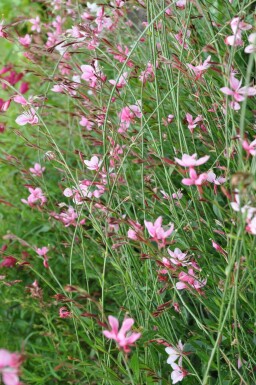 Gaura lindheimeri 'Siskiyou Pink'