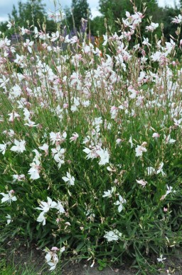 Gaura lindheimeri 'Whirling Butterflies' Sommarljus 5-10 i kruka P9