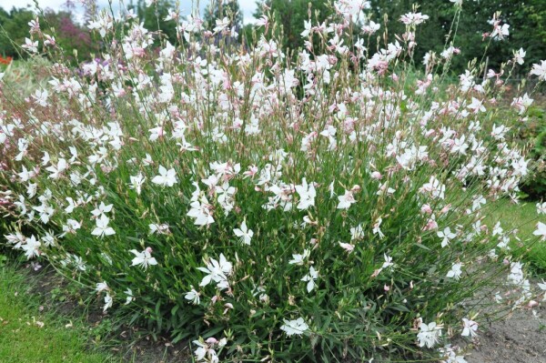 Gaura lindheimeri 'Whirling Butterflies'